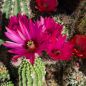 Preview: Echinocereus-vajolet-hybrid